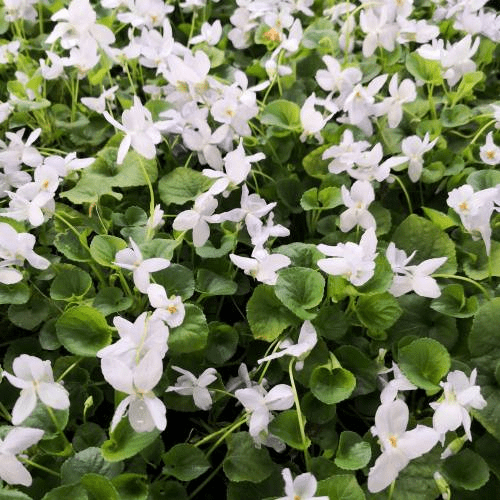 Des images de diff�rentes plantes